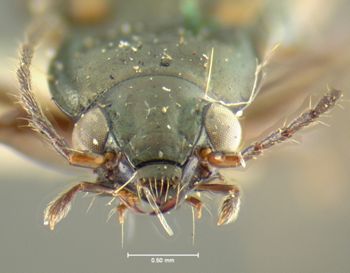 Media type: image;   Entomology 16302 Aspect: head frontal view